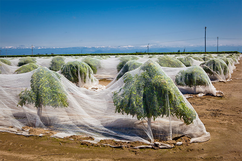 Malla Antipolinización