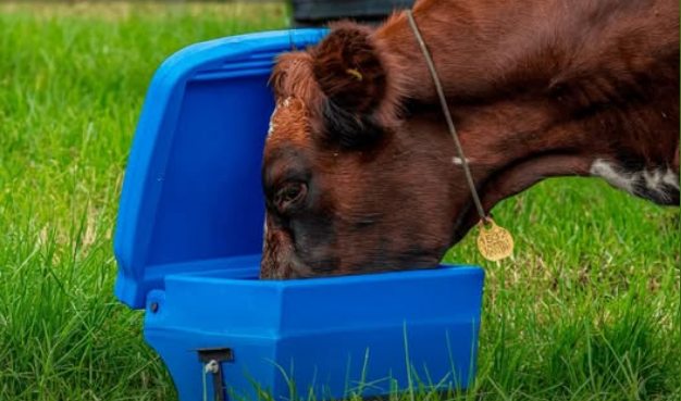 Saladero Inteligente - Imagen 3